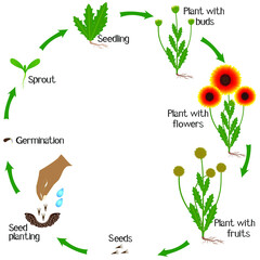 Wall Mural - a growth cycle of a gaillardia flowers on a white.
