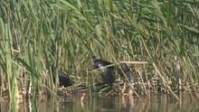 A Duck Fulica Atra With Three Small Beautiful Chicks Wash In The A Nest Built In The Water In The Spring On A Sunny Day. Black Water Chicken On A Nest With Children. Environmental Protection