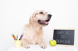 © deine_liebe - Cute golden retriever in glasses with chalkboard. The dog at the desk collects pencils for study. Back to school concept.