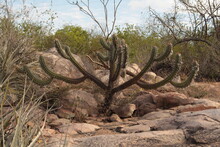 Mandacaru, Thorn, Bush, Travel, Tourism, Vegetable, Plant, Stone, Dry, Natural Vegetation, Caatinga, Hinterland, Nature, Desert, Dry Tree.
