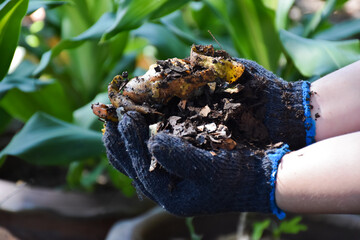 Houseowner is mixing dried leaves, dirt, mushroom, fruits and vegetable together to make the compost in backyard of the house, Soft and selective focus, concept for waste management  at home.