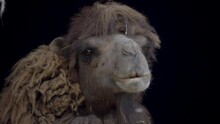 Portrait Close Up Of Wooly Domestic Bactrian Camel Under The Shade