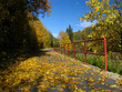 canvas print picture - Bunte Blaetter verschoenern den Herbst. 
Colorful leaves brighten up the autumn. 
