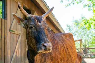 Sticker - Close up of brown cow on a farm on a summer day. wooden house in the background.