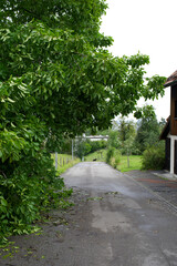 Cracked walnut tree after heavy nightly summer storm hanging over rural road. Photo taken July 15th, 2021, Zurich, Switzerland.