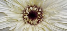 Beautiful Macro Close Up Flat Lay Inside View Of A Flower Natural Background With Copy Space. Isolated Single Wet White And Red Colored Gerbera Daisy Or Common Daisy With Rain Water Drops On Petals.