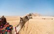 camel head against the background of the Cheops pyramid in Giza Egypt