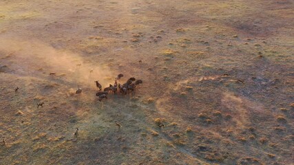 Wall Mural - African Wild Dog and Wildebeest interaction