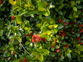 Wall Mural - Closeup shot of blooming Skimmia japonica plants