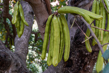 Close-up Of Some Green Carob Beans, Growing On The Tree.