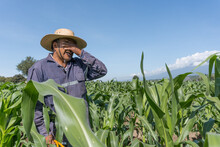 Sorrowful Man On A Sunny Day - Corn Farmersorrowful Farmer On A Sunny Day - Corn Farmer