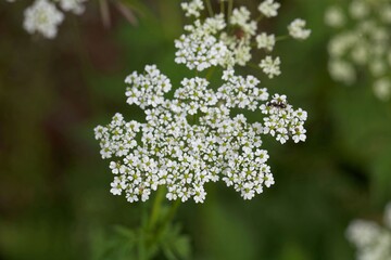 Wall Mural - Flower of the plant Chaerophyllum aureum