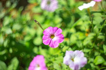 Wall Mural - Bright petunia flowers in the garden. Growing and care. Selective focus