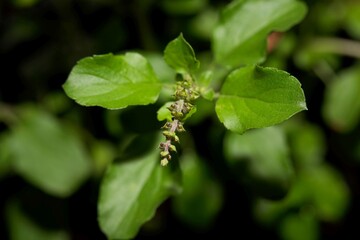 Wall Mural - The Holy basil or Tulsi plant, Ocimum tenuiflorum