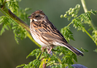 Sticker - Close up of a brown House sparrow bird standing on a green sprig on a sunny day