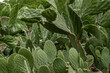 Closeup shot of growing Barbary fig