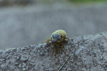 Selective Focus Shot Of A May Beetle On A Stone Surface