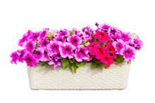 Pink Purple And Red Petunia In A Box Isolated On White Background