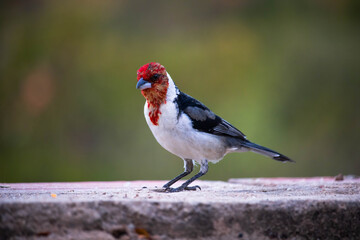 Galo de campina ou Cardeal do Nordeste. The northeastern cardinal is a passerine bird of the Thraupidae family