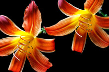 Close Up Of Two Day Lilies.