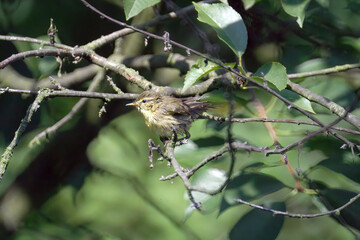 Poster - Closeup shot of a Willow warbler sitting on a tree branch