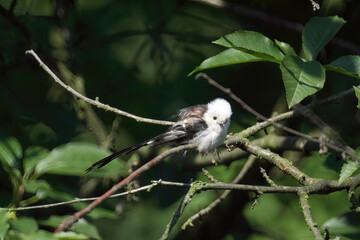 Poster - Closeup shot of a Long-tailed tit sitting on a tree branch