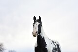 Fototapeta Mapy - portrait of a black and white paint horse