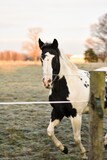 Fototapeta Mapy - black and white paint horse on the farm