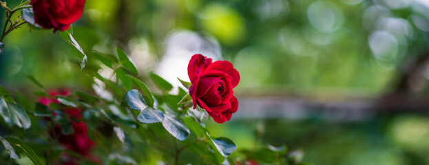 Wall Mural - closeup shot of red roses in a garden