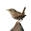 Side view of eurasian wren sitting on a rock looking to the left and singing with beak a little open isolated on white background