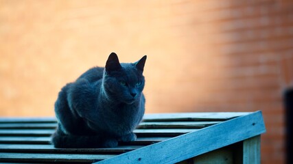 Wall Mural - Cat On A Shed Roof