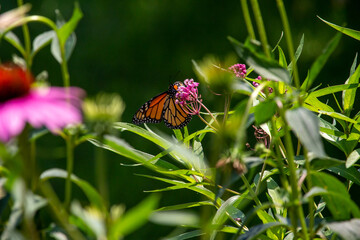 Wall Mural - Macro abstract view of a monarch butterfly feeding on the flower blossoms of an attractive rosy pink swamp milkweed plant (asclepias incarnata), with defocused background