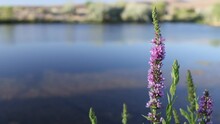 Lupine Flower Gently Sways In The Wind With Pond Background - Shallow Depth Of Field