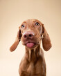 © Anna Averianova - funny dog shows tongue. Hungarian vizsla on a beige background