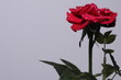 Czerwona róża na białym tle krople