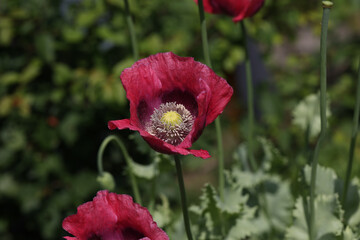 Sticker - Selective focus of Red poppy flowers with blurred garden background.