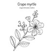 Crape myrtle, or crepeflower Lagerstroemia indica , state flower of Texas