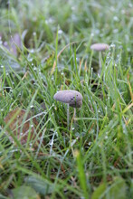 Champignon Parasola Plicatilis Ou Pleated Inkcap (champignon Saprotrophique)