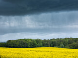 Fototapeta Tęcza - Dark Clouds and heavy rain over field of rapeseed in spring