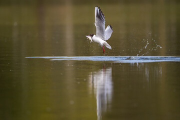 Sticker - Mouette