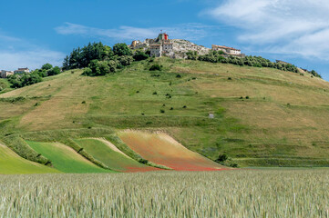 Wall Mural - Cultivated fields in the summer season below the village of Castelluccio di Norcia, Italy, on a sunny day