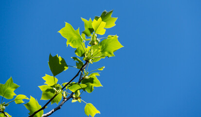 Young bright green leaves of Tulip tree (Liriodendron tulipifera), called Tuliptree, American or Tulip Poplar on blue sky background. Selective focus. There is place for text