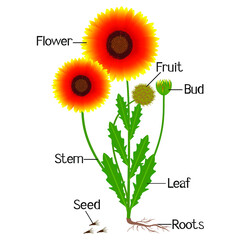 Wall Mural - parts of gaillardia flowers isolated on a white.