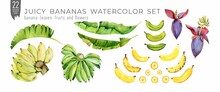 Colorfull Juicy Bananas Watercolor Set. Set Of Banana Leaves, Fruits And Flowers. Handdrawn Tropical Fruits. Isolation On White Watercolor Set.