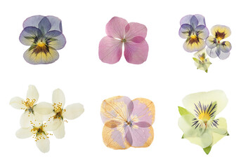 Set with beautiful dried meadow flowers on white background, top view