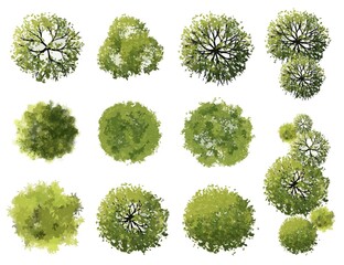 Wall Mural - vector tree top view isolated on white background for landscape plan and architecture layout drawing