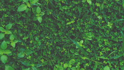 Canvas Print - Green leaves pattern background, Natural background and wallpaper. in Phuket Thailand.