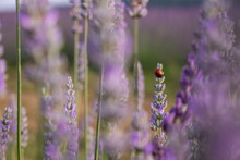 Lavender Flowers With A Ladybug On A Blurry Background