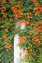 Flowers Of Beautiful Colors Chinese Trumpet Creeper.