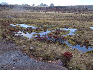 Landscape near mount Roraima in Southern America